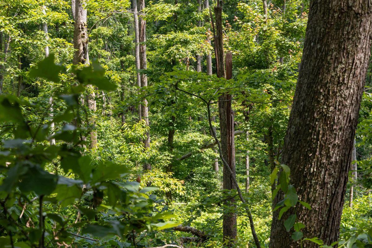 Decorative background for Creek Hollow Phase II Tract 59 image 9