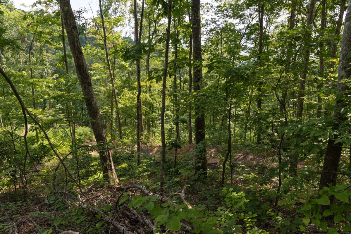 Decorative background for Creek Hollow Phase II Tract 59 image 10