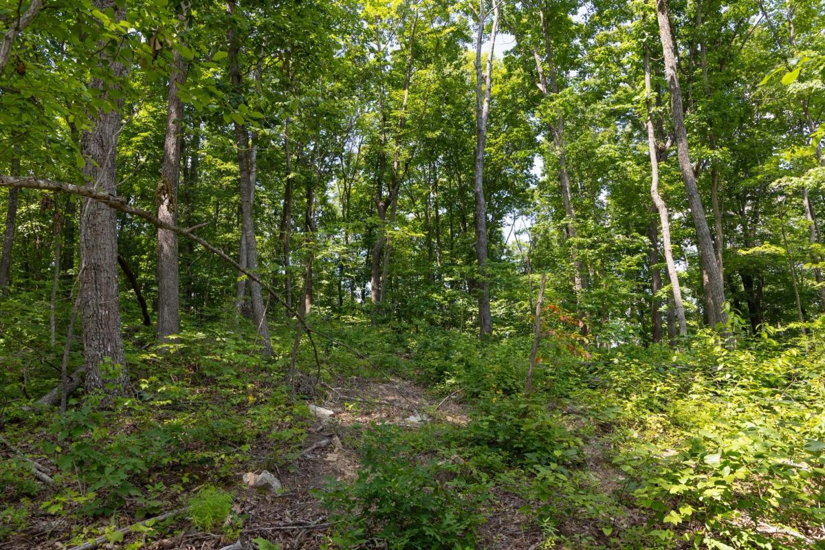 Decorative background for Creek Hollow Phase II Tract 59 image 11