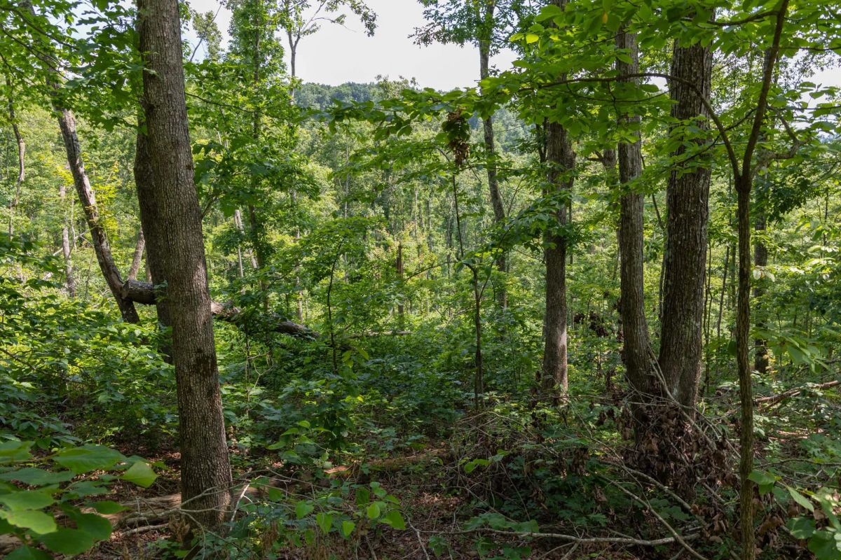 Decorative background for Creek Hollow Phase II Tract 59 image 12