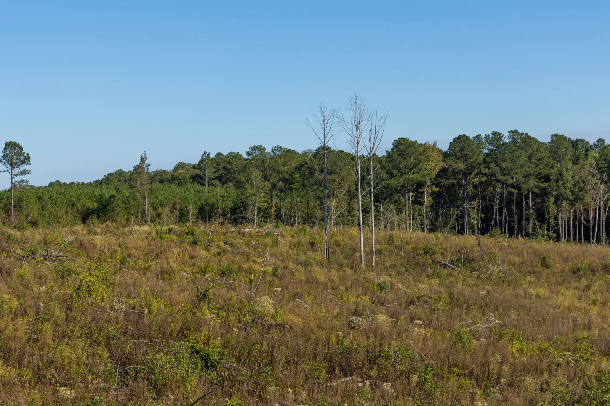 Meyer’s Ridge Tract 40 in Attala County, MS