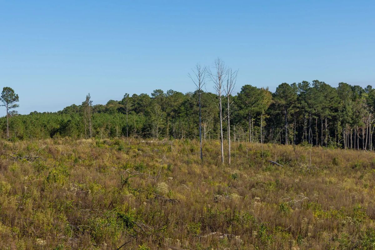 Meyer’s Ridge Tract 40 - Image 4