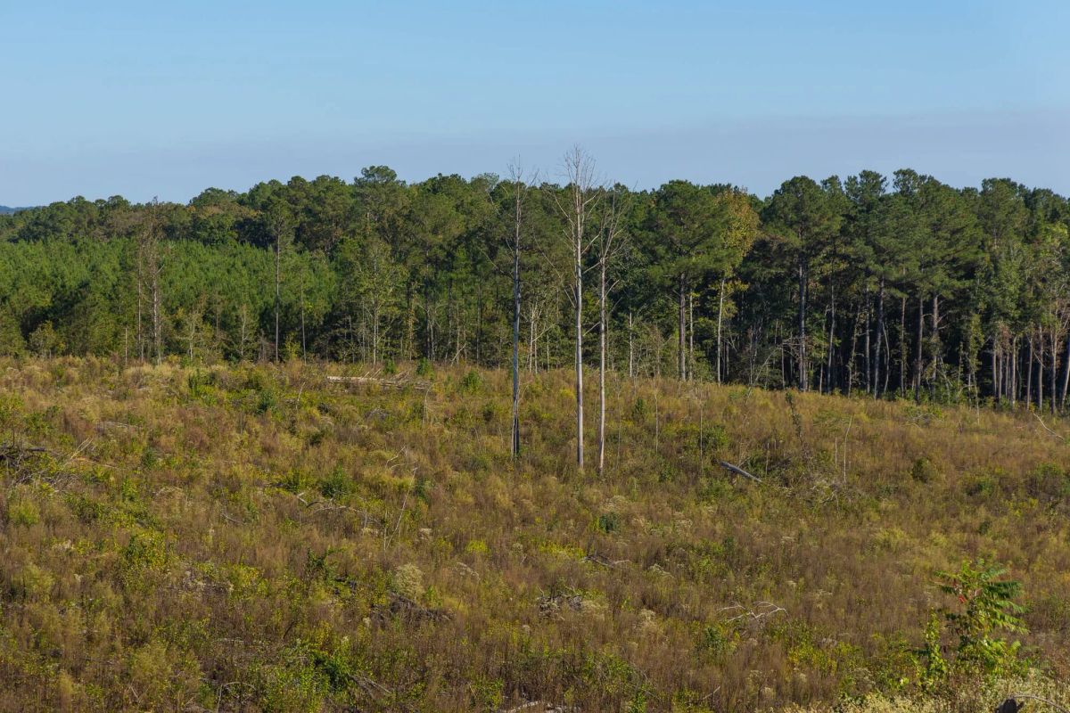 Decorative background for Meyer’s Ridge Tract 40 image 7