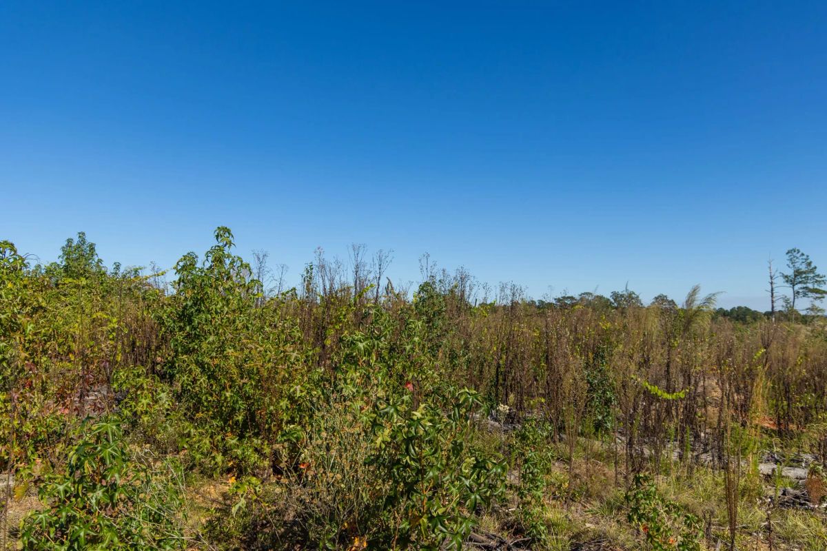 Decorative background for Meyer’s Ridge Tract 40 image 8