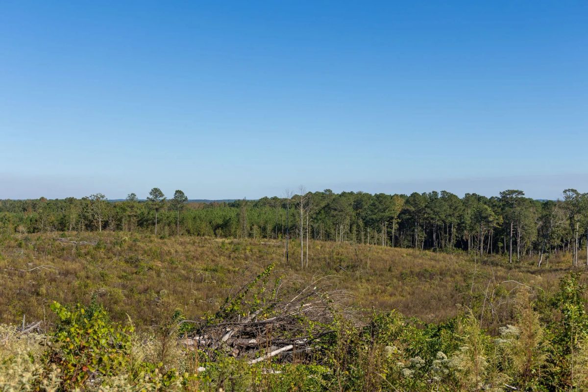 Decorative background for Meyer’s Ridge Tract 40 image 9