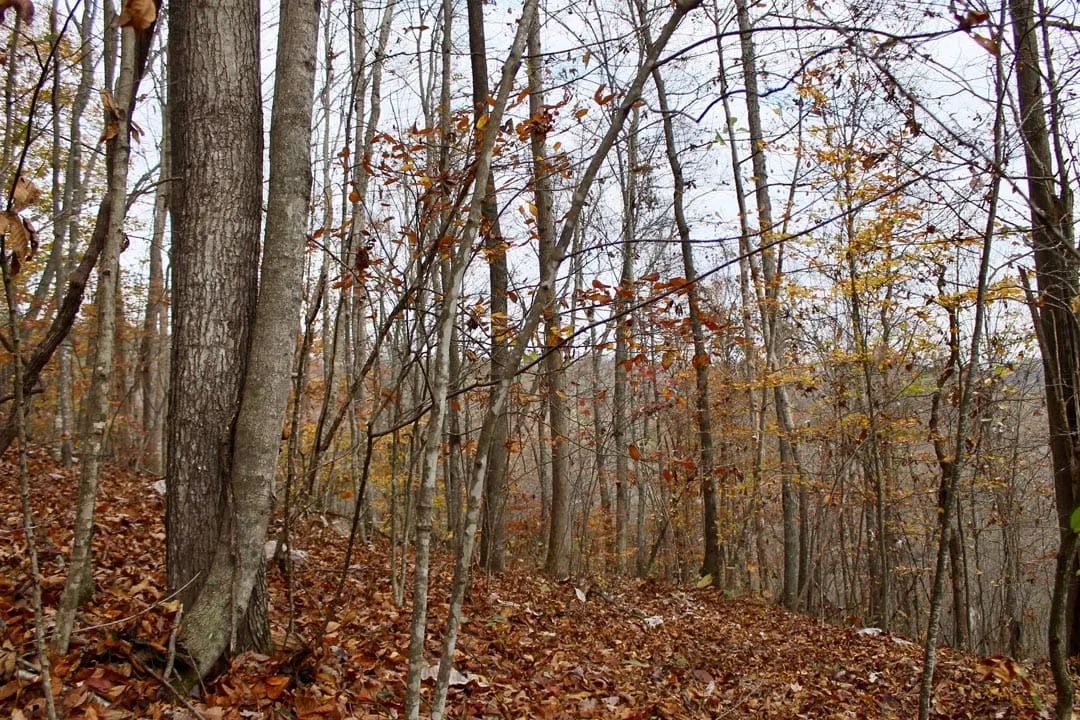 Autumn Ridge Tract 18 - Image 4