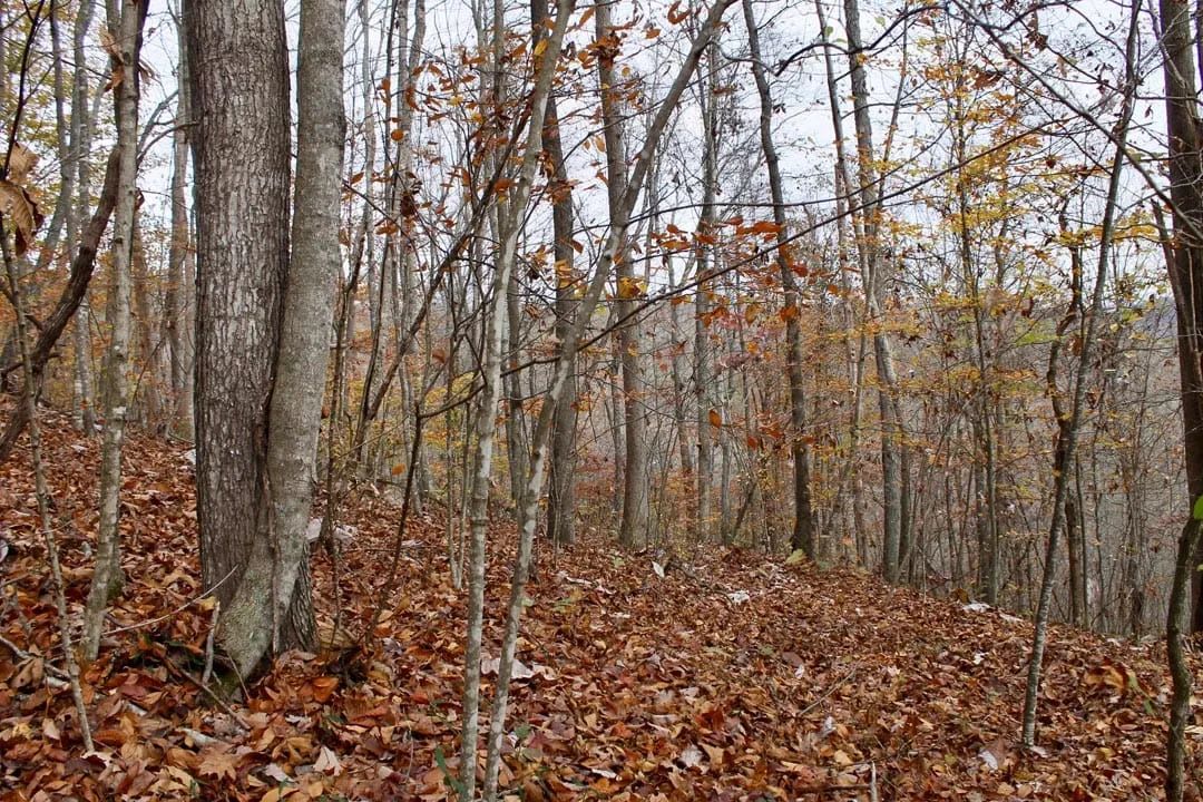 Decorative background for Autumn Ridge Tract 18 image 5