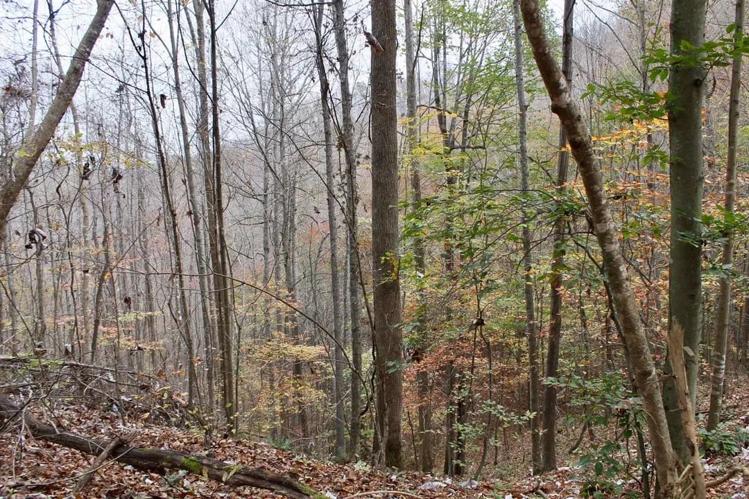 Decorative background for Autumn Ridge Tract 18 image 6