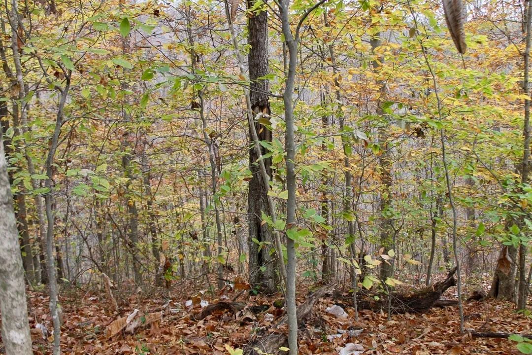 Decorative background for Autumn Ridge Tract 18 image 9