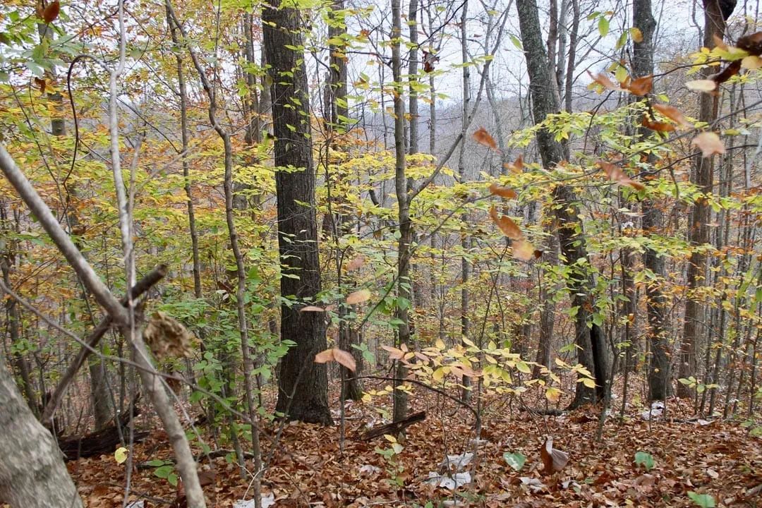 Decorative background for Autumn Ridge Tract 18 image 10