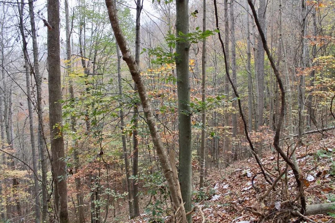 Decorative background for Autumn Ridge Tract 18 image 11