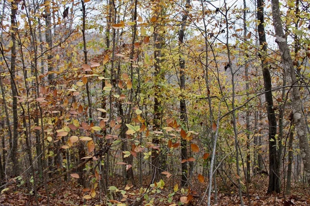 Decorative background for Autumn Ridge Tract 18 image 12