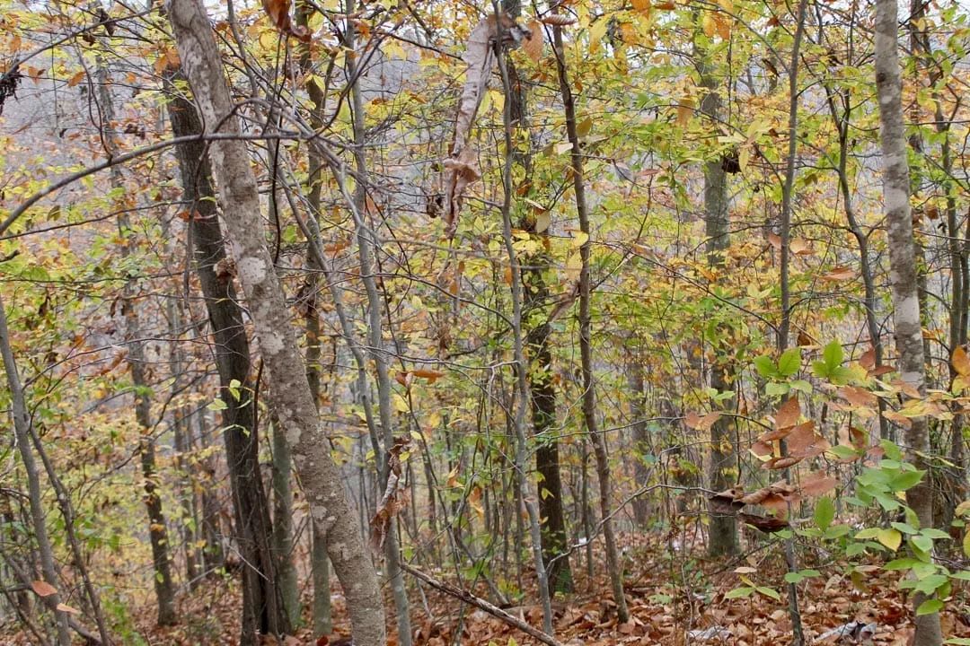 Decorative background for Autumn Ridge Tract 18 image 13