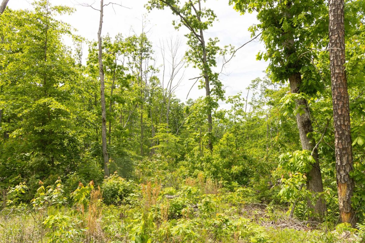 Stardust Estates Tract 8 - Image 3