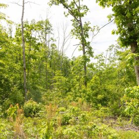 Stardust Estates Tract 8 in Reynolds County, MO