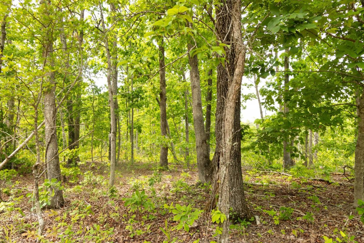 Decorative background for Stardust Estates Tract 8 image 5
