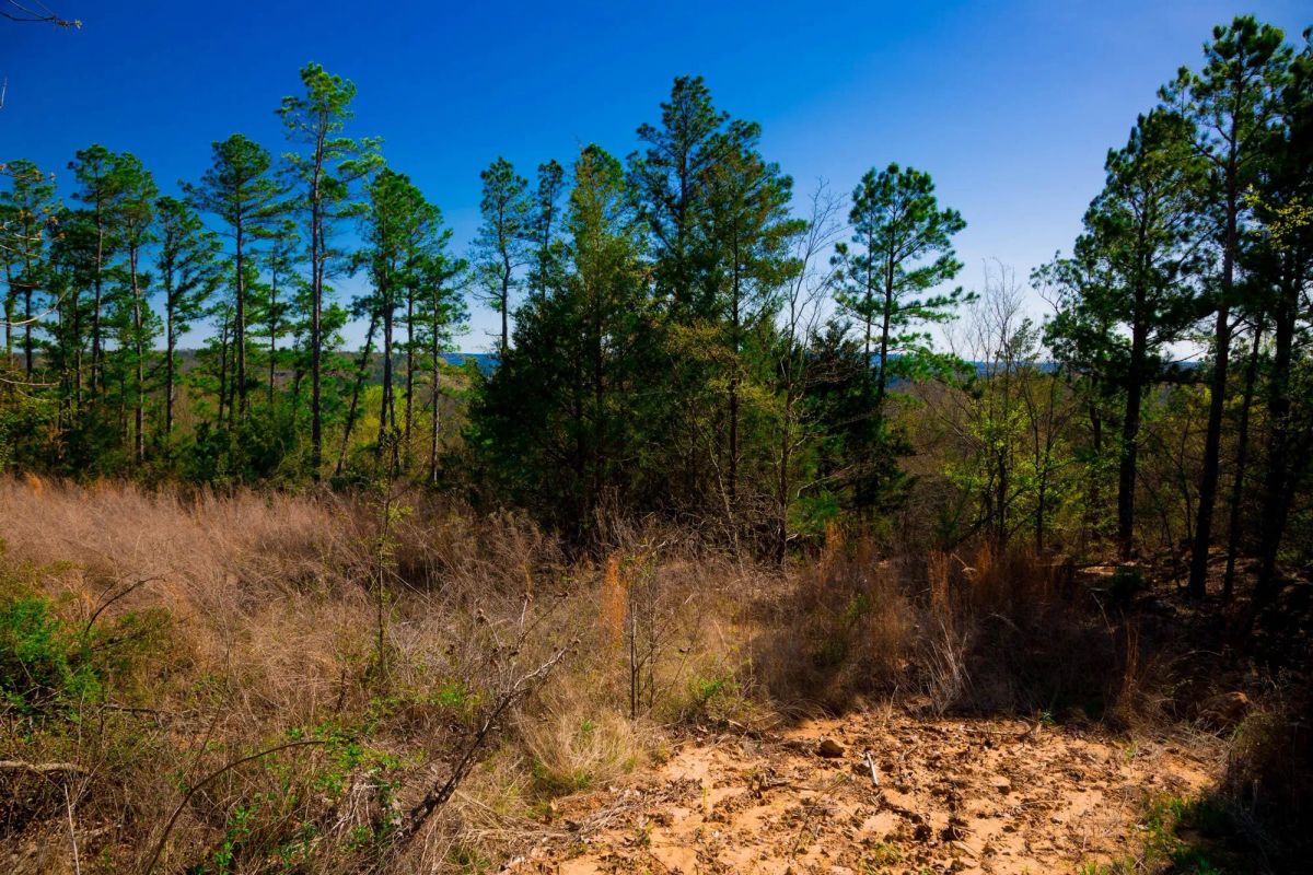 Decorative background for Stone Creek Phase II Tract 225 image 6