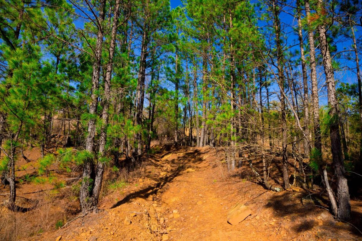 Decorative background for Stone Creek Phase II Tract 225 image 8