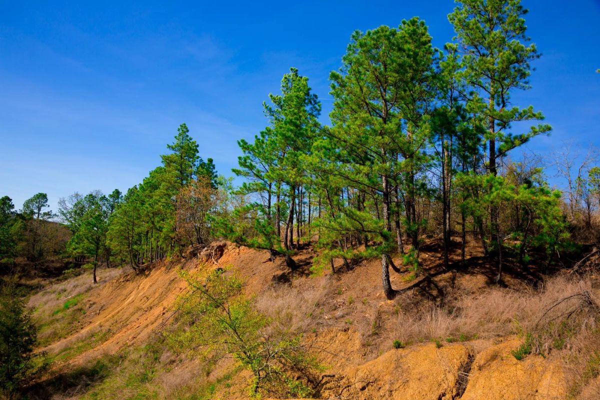 Decorative background for Stone Creek Phase II Tract 225 image 9