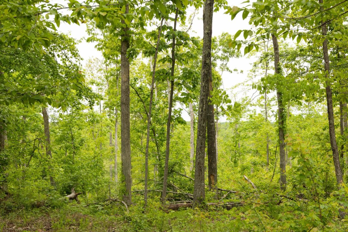 Stardust Estates Tract 16 - Image 3