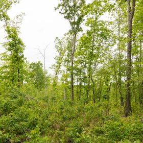 Stardust Estates Tract 16 in Reynolds County, MO