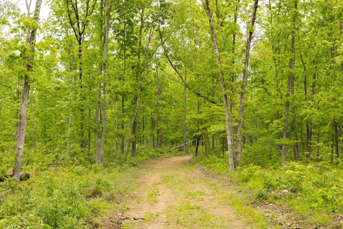 Decorative background for Stardust Estates Tract 16 image 5