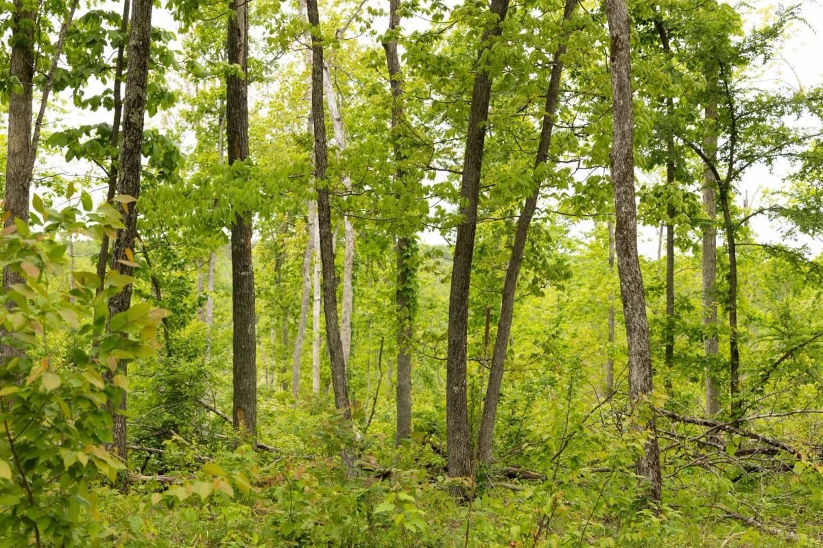 Decorative background for Stardust Estates Tract 16 image 7