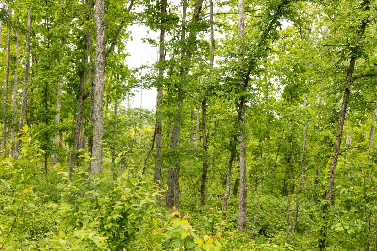 Decorative background for Stardust Estates Tract 16 image 9