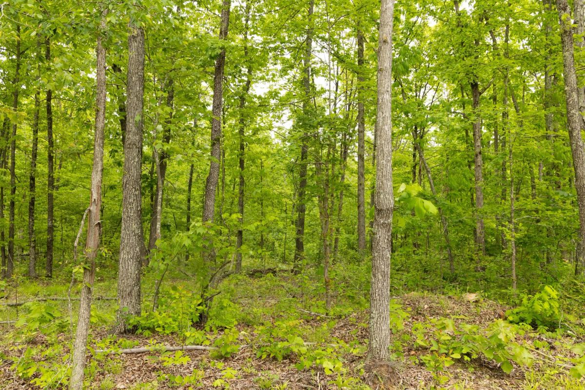 Decorative background for Stardust Estates Tract 16 image 10
