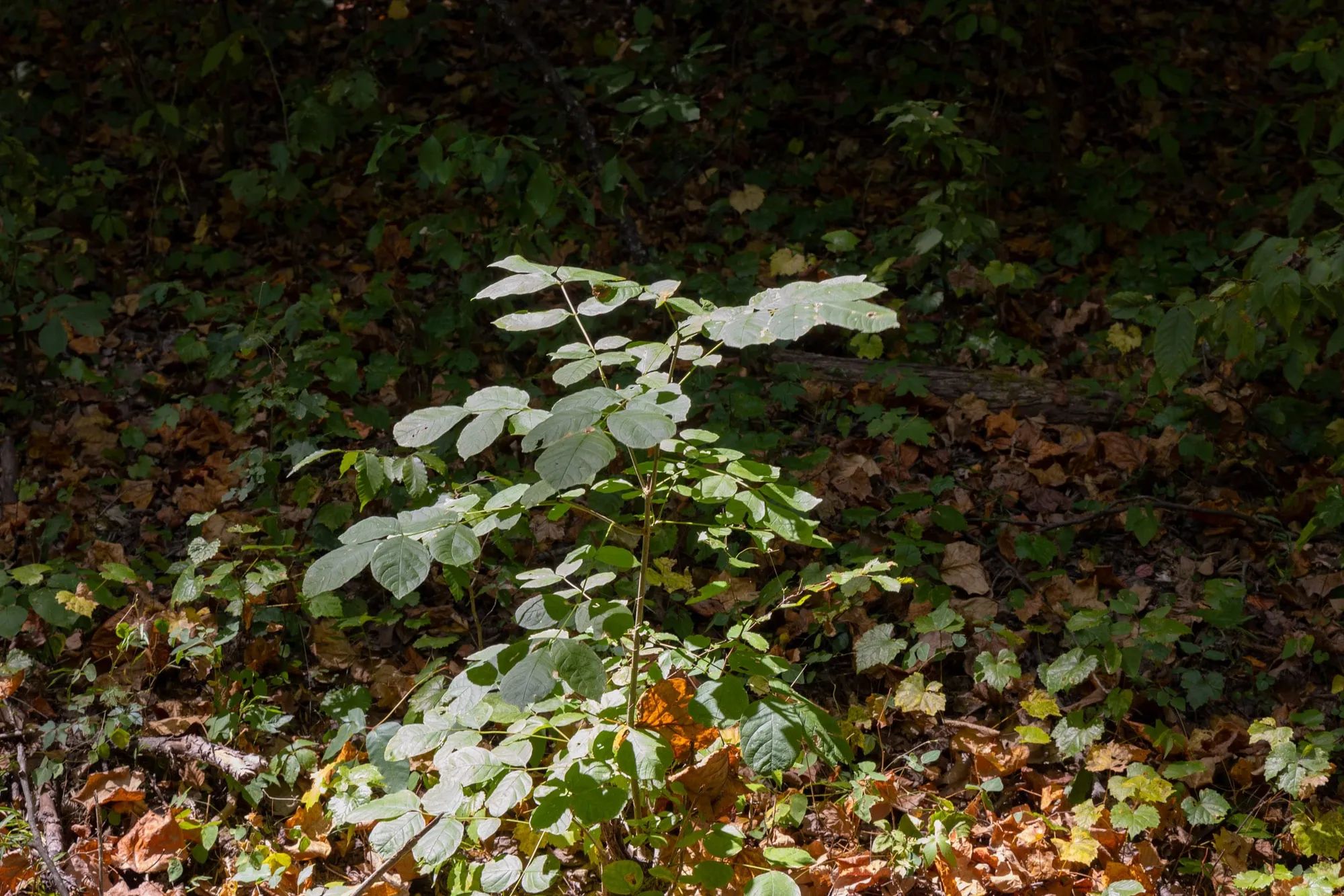 Big White Oak Tract 26 in Perry County, TN