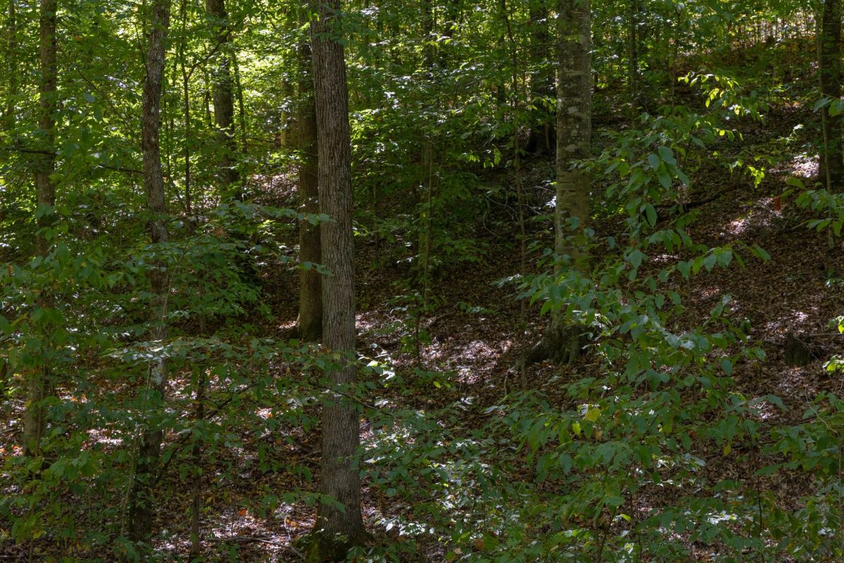 Big White Oak Tract 26 - Image 3