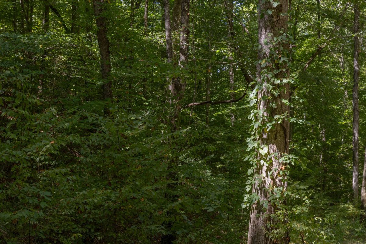 Decorative background for Big White Oak Tract 26 image 5