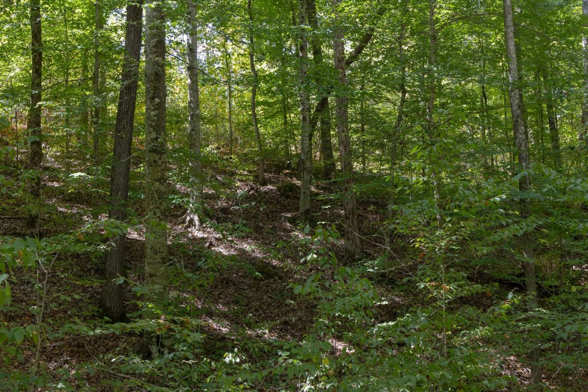 Decorative background for Big White Oak Tract 26 image 6