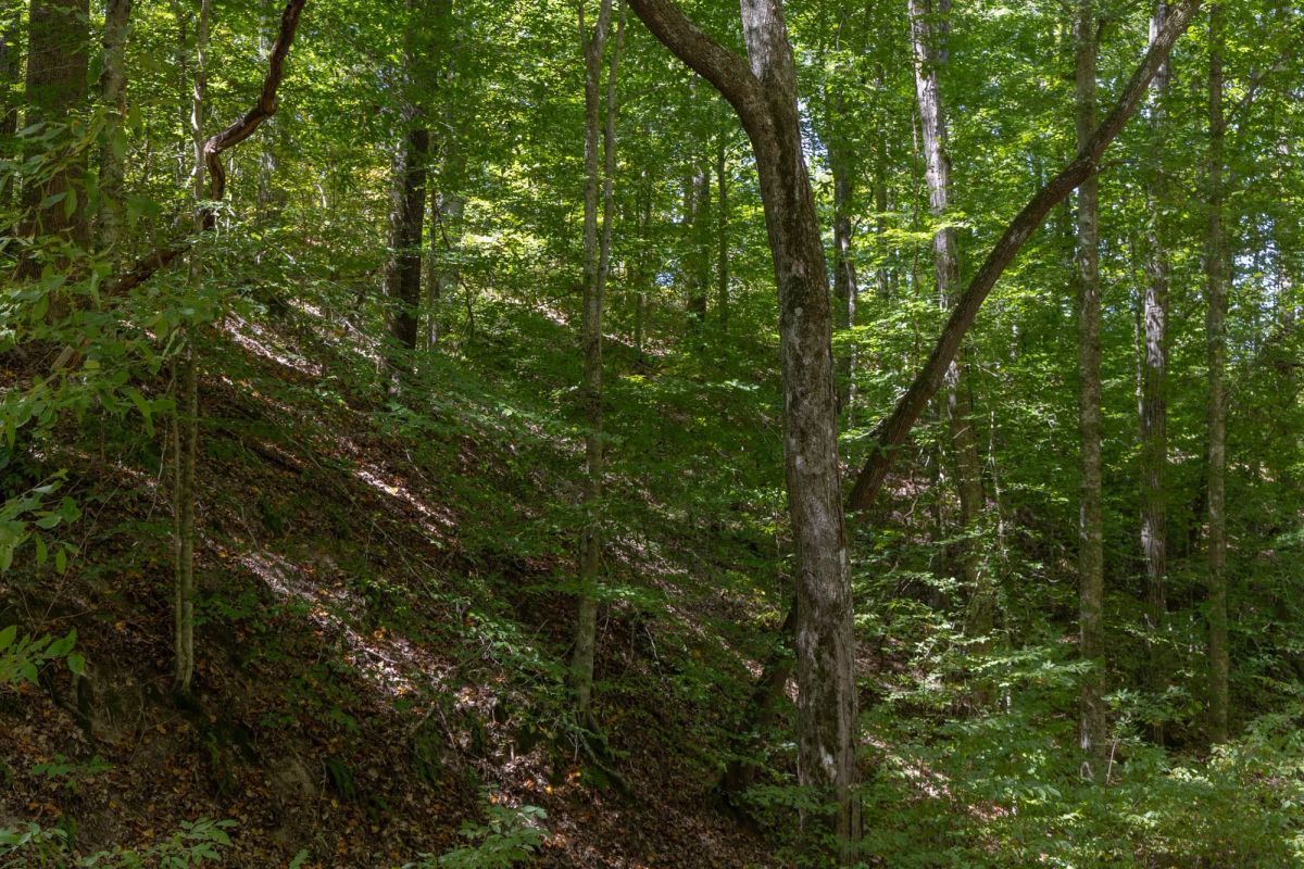 Decorative background for Big White Oak Tract 26 image 8