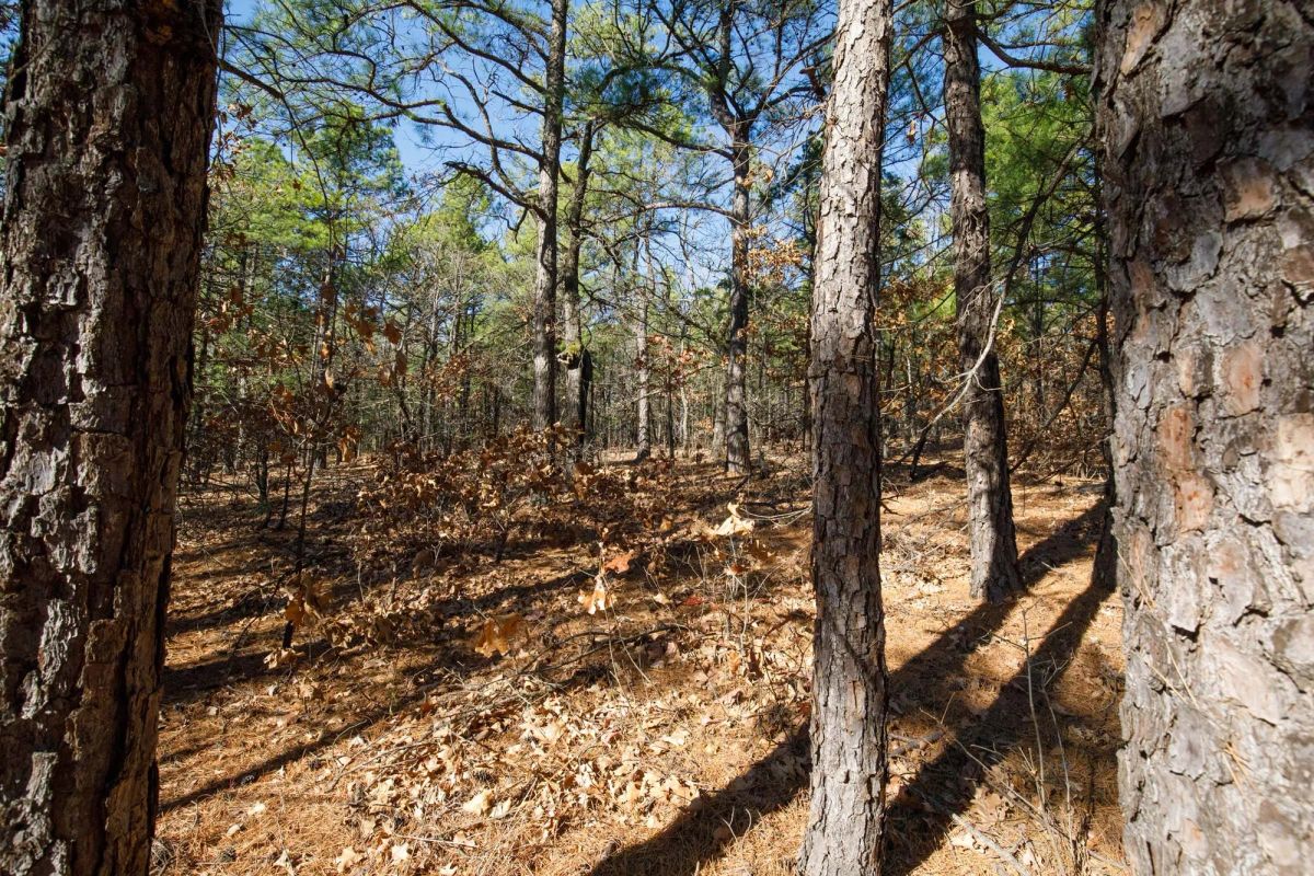Decorative background for Stone Bridge Phase II Tract 102 image 8
