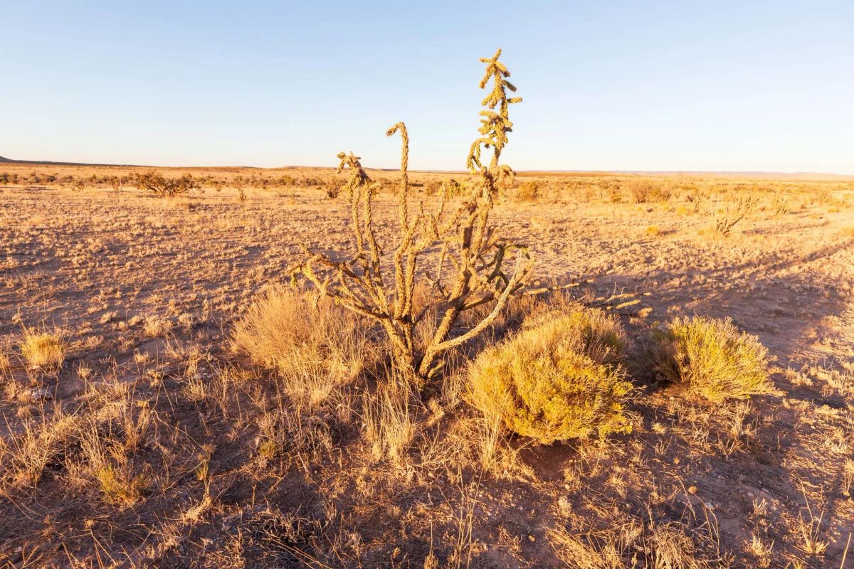 Decorative background for Sunrise Ranches Phase III Tract 137 image 10
