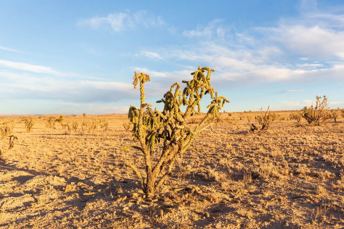 Decorative background for Sunrise Ranches Phase III Tract 137 image 12