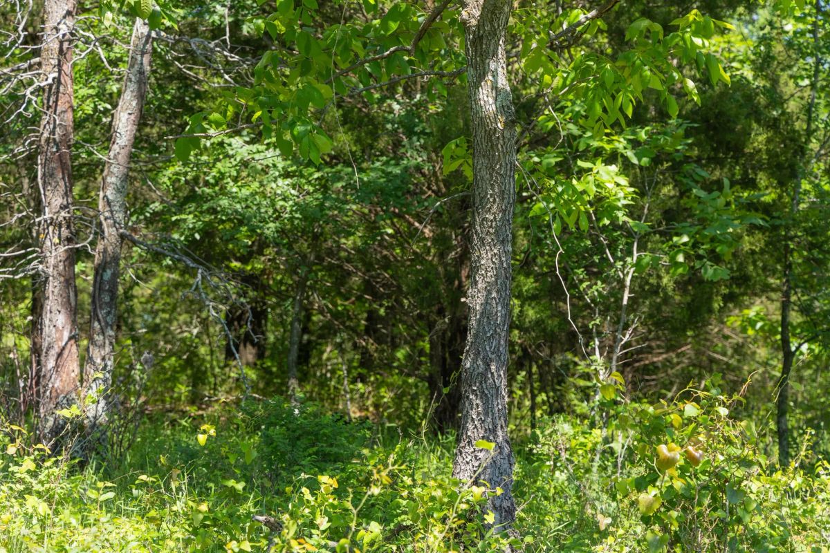 Decorative background for Harmony Hills Tract 34 image 6