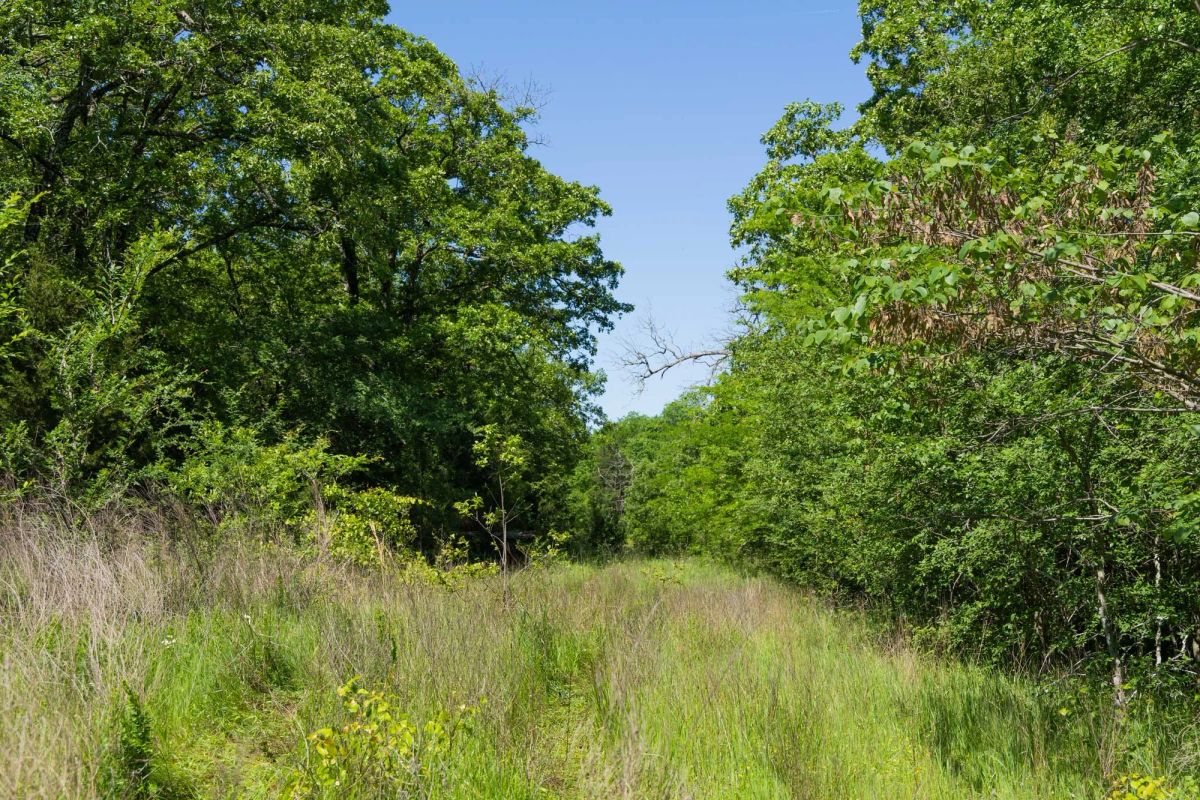 Decorative background for Harmony Hills Tract 34 image 8