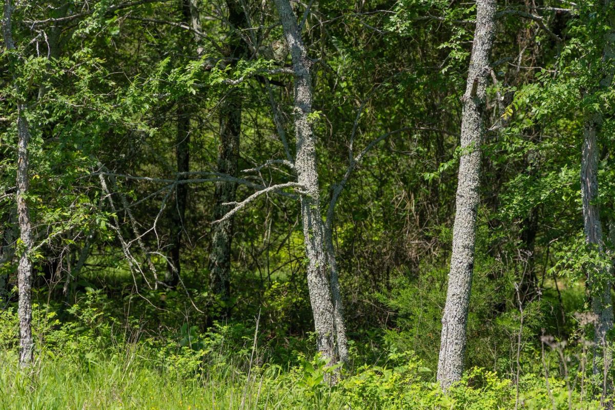 Decorative background for Harmony Hills Tract 34 image 9