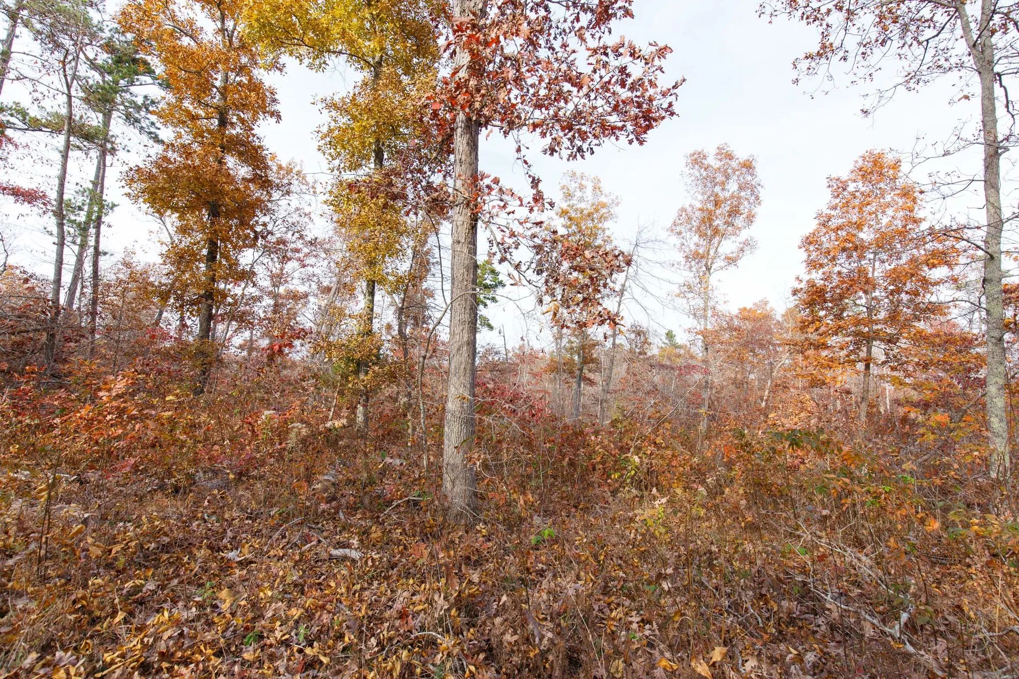 Hawkcrest Tract 31 in Reynolds County, MO
