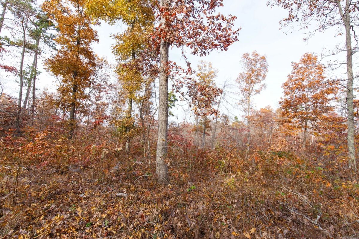 Hawkcrest Tract 31 - Image 2