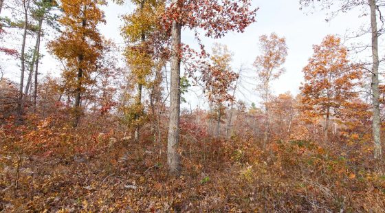 Hawkcrest Tract 31 in Reynolds County, MO