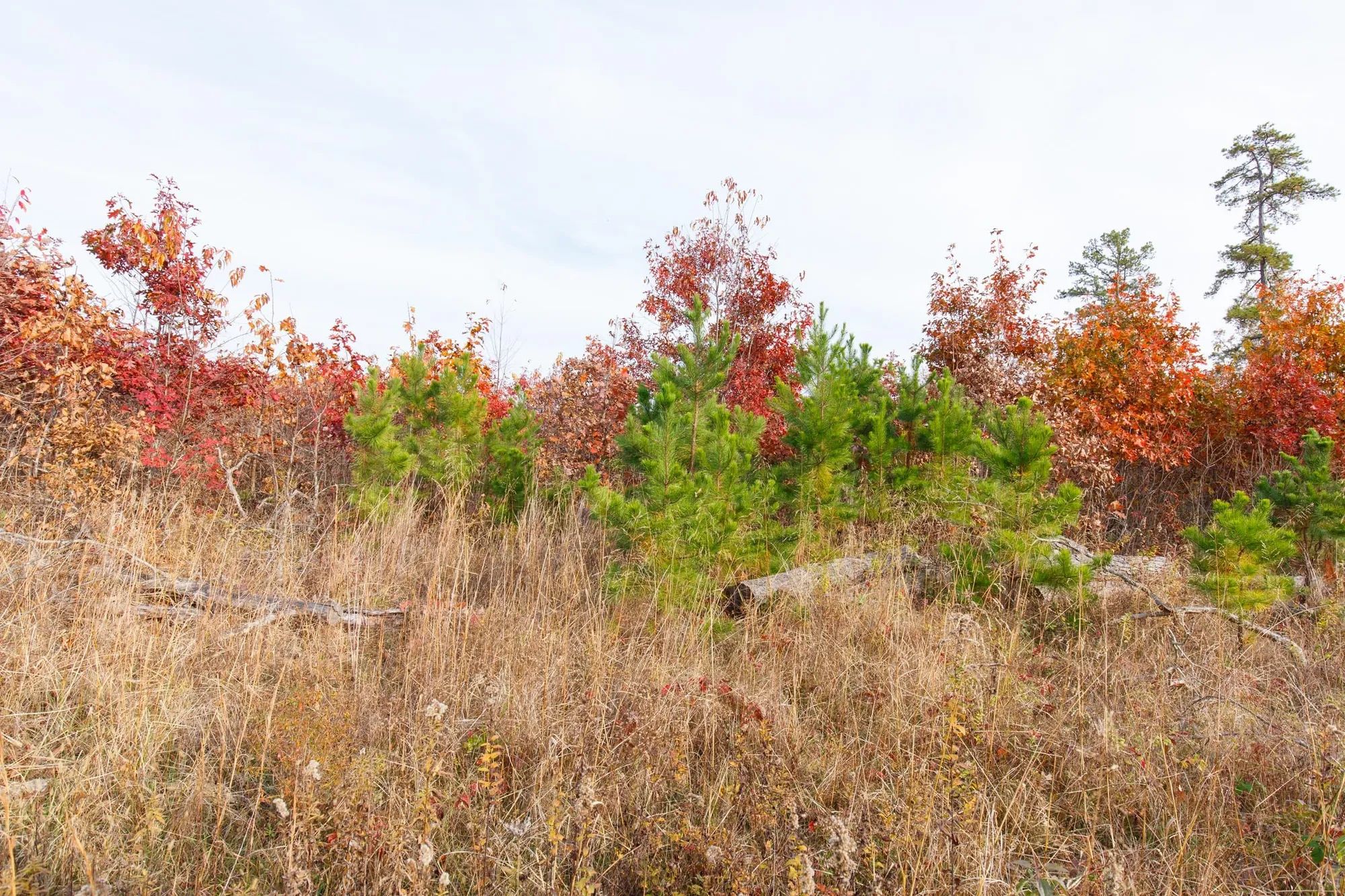 Hawkcrest Tract 31 in Reynolds County, MO