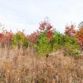 Hawkcrest Tract 31 in Reynolds County, MO