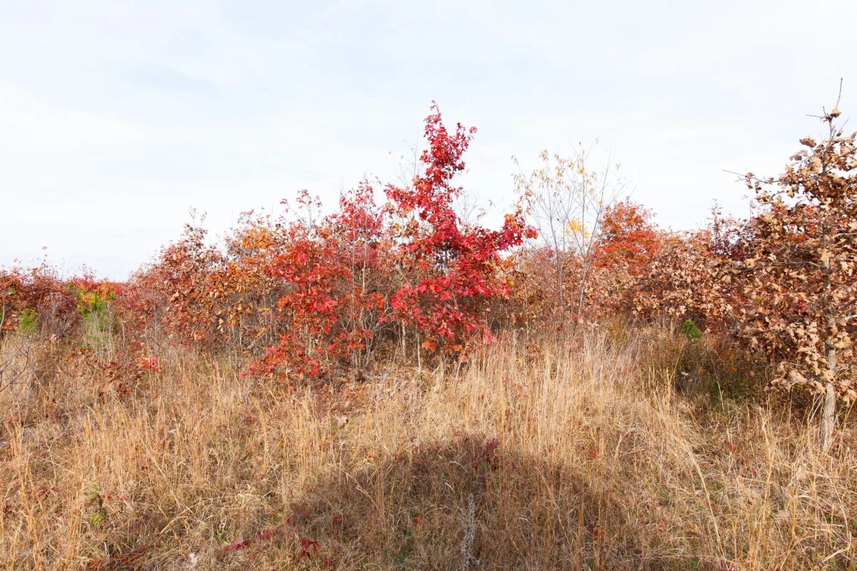 Decorative background for Hawkcrest Tract 31 image 5