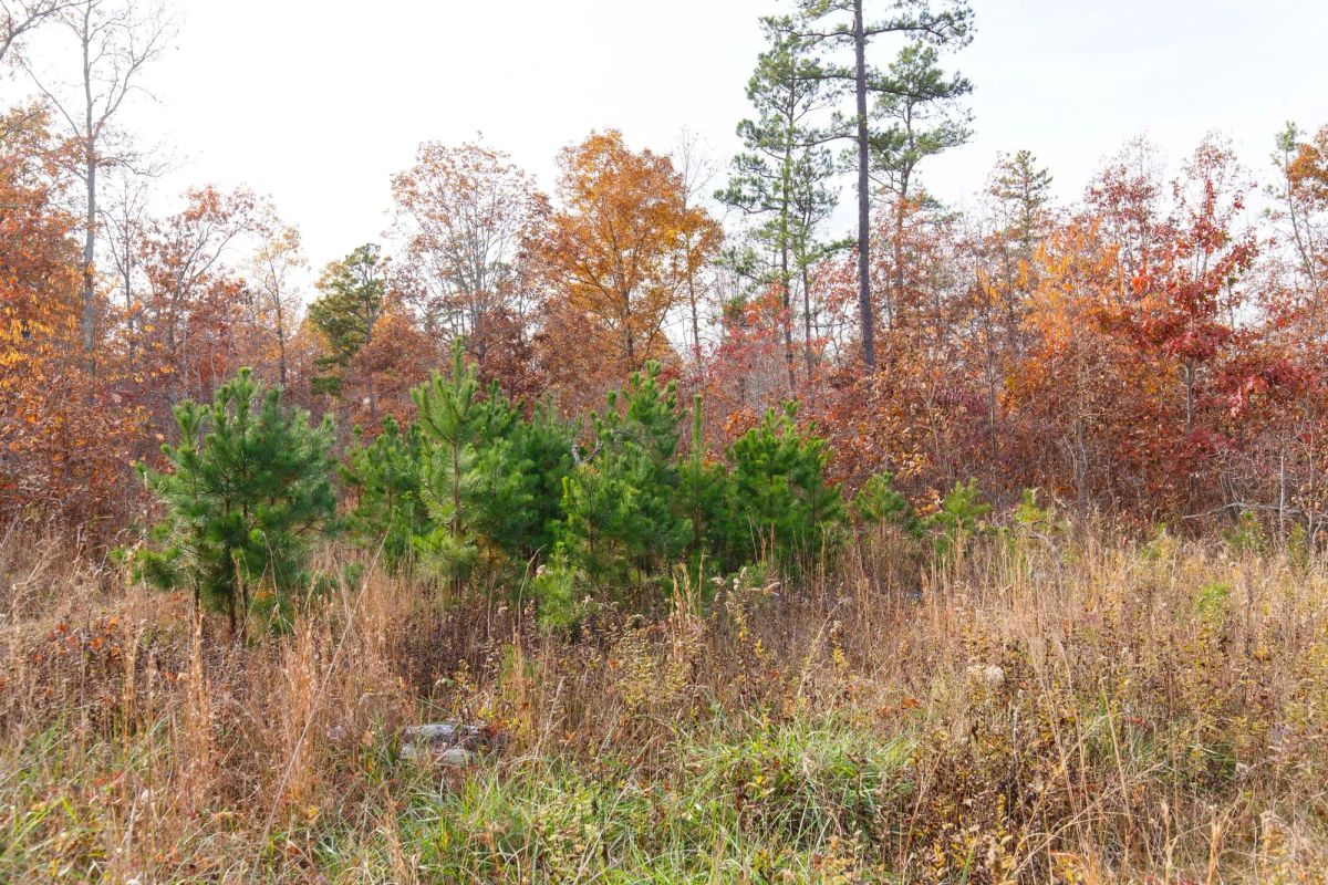 Decorative background for Hawkcrest Tract 31 image 7