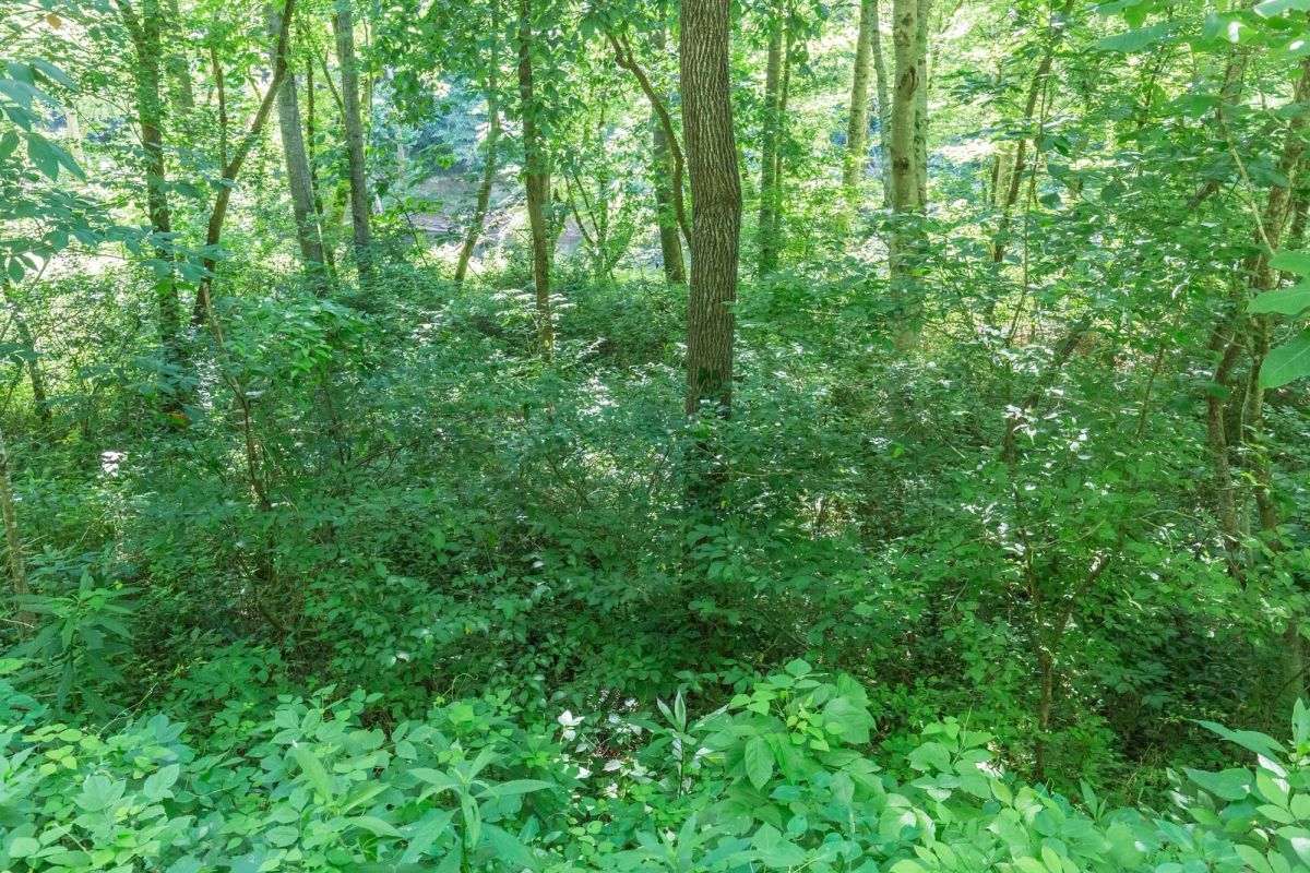 Decorative background for River’s Edge Tract 5 image 5
