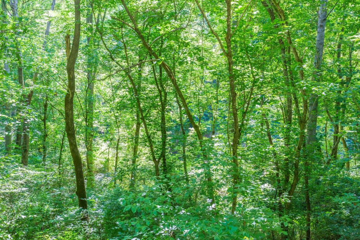 Decorative background for River’s Edge Tract 5 image 6