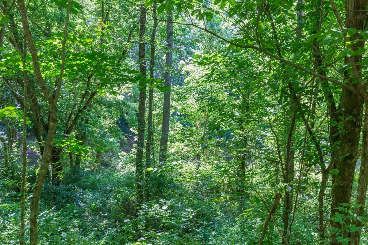 Decorative background for River’s Edge Tract 5 image 7